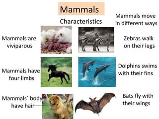 Mammals
Mammals are
viviparous
Mammals have
four limbs
Mammals´ body
have hair
Mammals move
in different waysCharacteristics
Zebras walk
on their legs
Dolphins swims
with their fins
Bats fly with
their wings