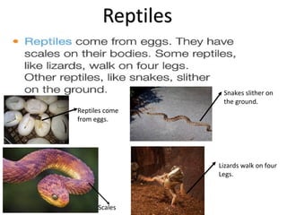 Scales
Snakes slither on
the ground.
Lizards walk on four
Legs.
Reptiles come
from eggs.