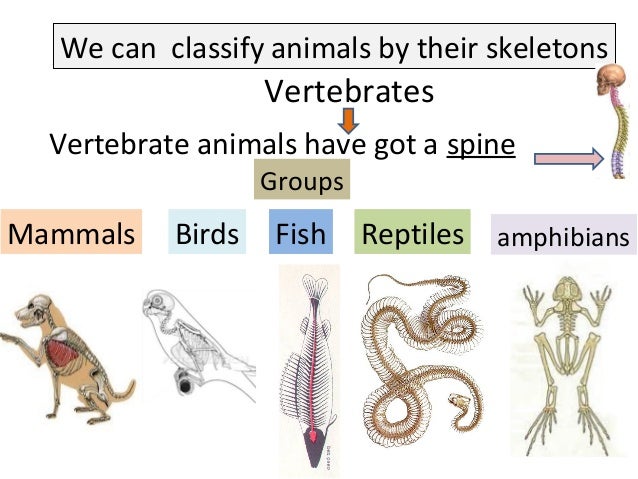 unit-6-animals-classification-5-638