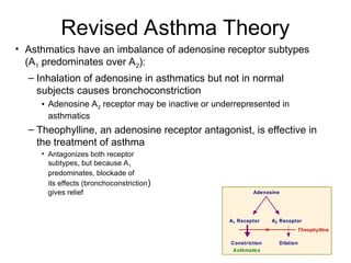 Revised Asthma Theory
• Asthmatics have an imbalance of adenosine receptor subtypes
(A1 predominates over A2):
– Inhalation of adenosine in asthmatics but not in normal
subjects causes bronchoconstriction
• Adenosine A2 receptor may be inactive or underrepresented in
asthmatics
– Theophylline, an adenosine receptor antagonist, is effective in
the treatment of asthma
• Antagonizes both receptor
subtypes, but because A1
predominates, blockade of
its effects (bronchoconstriction)
gives relief Adenosine
A1 Receptor A2 Receptor
Constriction Dilation
Asthmatics
Theophylline
 