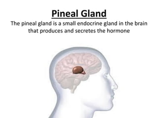 Pineal Gland
The pineal gland is a small endocrine gland in the brain
that produces and secretes the hormone
 