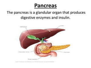 Pancreas
The pancreas is a glandular organ that produces
digestive enzymes and insulin.
 
