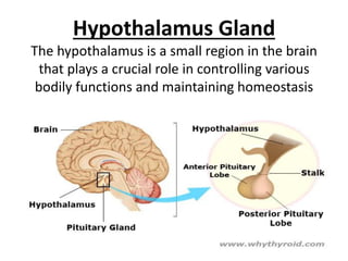 Hypothalamus Gland
The hypothalamus is a small region in the brain
that plays a crucial role in controlling various
bodily functions and maintaining homeostasis
 