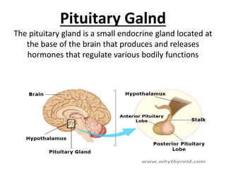 Pituitary Galnd
The pituitary gland is a small endocrine gland located at
the base of the brain that produces and releases
hormones that regulate various bodily functions
 