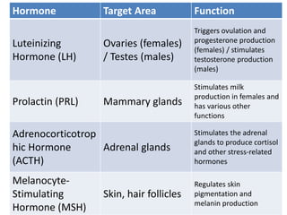 Hormone Target Area Function
Luteinizing
Hormone (LH)
Ovaries (females)
/ Testes (males)
Triggers ovulation and
progesterone production
(females) / stimulates
testosterone production
(males)
Prolactin (PRL) Mammary glands
Stimulates milk
production in females and
has various other
functions
Adrenocorticotrop
hic Hormone
(ACTH)
Adrenal glands
Stimulates the adrenal
glands to produce cortisol
and other stress-related
hormones
Melanocyte-
Stimulating
Hormone (MSH)
Skin, hair follicles
Regulates skin
pigmentation and
melanin production
 
