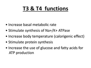 T3 & T4 functions
• Increase basal metabolic rate
• Stimulate synthesis of Na+/K+ ATPase
• Increase body temperature (calorigenic effect)
• Stimulate protein synthesis
• Increase the use of glucose and fatty acids for
ATP production
 