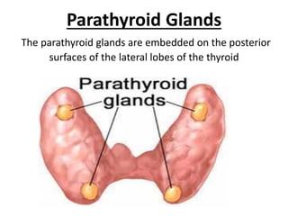 Parathyroid Glands
The parathyroid glands are embedded on the posterior
surfaces of the lateral lobes of the thyroid
 