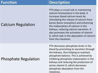 Function Description
Calcium Regulation
PTH plays a crucial role in maintaining
calcium homeostasis in the body. It
increases blood calcium levels by
stimulating the release of calcium from
bones (bone resorption) and enhancing
the reabsorption of calcium in the
kidneys, reducing calcium excretion. It
also promotes the activation of vitamin
D, which aids in the absorption of calcium
from the intestines.
Phosphate Regulation
PTH decreases phosphate levels in the
blood by promoting its excretion through
the kidneys, thus helping to maintain
phosphate balance. This is achieved by
inhibiting phosphate reabsorption in the
kidneys and reducing the production of
active vitamin D, which decreases
phosphate absorption from the
intestines.
 