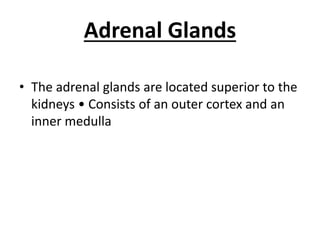 Adrenal Glands
• The adrenal glands are located superior to the
kidneys • Consists of an outer cortex and an
inner medulla
 