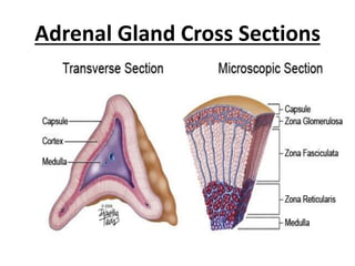 Adrenal Gland Cross Sections
 