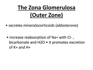 The Zona Glomerulosa
(Outer Zone)
• secretes mineralocorticoids (aldosterone)
• increase reabsorption of Na+ with Cl- ,
bicarbonate and H2O • It promotes excretion
of K+ and H+
 