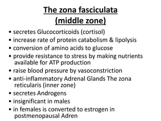 The zona fasciculata
(middle zone)
• secretes Glucocorticoids (cortisol)
• increase rate of protein catabolism & lipolysis
• conversion of amino acids to glucose
• provide resistance to stress by making nutrients
available for ATP production
• raise blood pressure by vasoconstriction
• anti-inflammatory Adrenal Glands The zona
reticularis (inner zone)
• secretes Androgens
• insignificant in males
• in females is converted to estrogen in
postmenopausal Adren
 