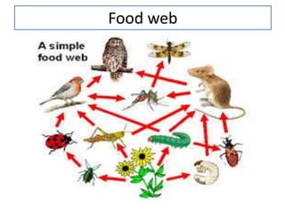 Food web
 