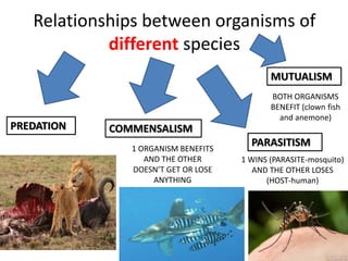 Relationships between organisms of
different species
PREDATION COMMENSALISM
1 ORGANISM BENEFITS
AND THE OTHER
DOESN’T GET OR LOSE
ANYTHING
PARASITISM
1 WINS (PARASITE-mosquito)
AND THE OTHER LOSES
(HOST-human)
MUTUALISM
BOTH ORGANISMS
BENEFIT (clown fish
and anemone)
 