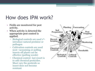 How does IPM work?
• Fields are monitored for pest
activity.
• When activity is detected the
appropriate pest control is
applied.
▫ Biological controls are used 1st-
introduce natural predator or
pathogen
▫ Cultivation controls are used
next- vacuuming or pulling
insects off plants can be
effective (pulling weeds)
▫ Chemical control- last resort is
to add chemical pesticides.
Must vary the pesticide so
insect does not become
resistant
 