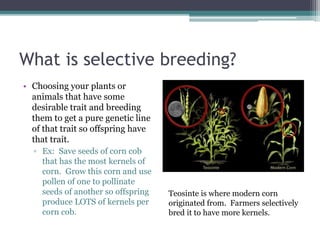What is selective breeding?
• Choosing your plants or
animals that have some
desirable trait and breeding
them to get a pure genetic line
of that trait so offspring have
that trait.
▫ Ex: Save seeds of corn cob
that has the most kernels of
corn. Grow this corn and use
pollen of one to pollinate
seeds of another so offspring
produce LOTS of kernels per
corn cob.
Teosinte is where modern corn
originated from. Farmers selectively
bred it to have more kernels.
 