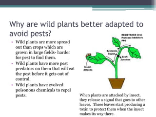 Why are wild plants better adapted to
avoid pests?
• Wild plants are more spread
out than crops which are
grown in large fields- harder
for pest to find them.
• Wild plants have more pest
predators on them that will eat
the pest before it gets out of
control.
• Wild plants have evolved
poisonous chemicals to repel
pests. When plants are attacked by insect,
they release a signal that goes to other
leaves. These leaves start producing a
toxin to protect them when the insect
makes its way there.
 