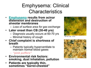 Emphysema: Clinical
Characteristics
• Emphysema results from acinar
distension and destruction of
alveolar membranes
– Loss of surface area for gas exchange
• Later onset than CB (30-40 yrs)
– Diagnosis usually occurs at 60-70 yrs
– Minimal history of cough
• Chief complaint is shortness of
breath
– Patients typically hyperventilate to
maintain normal blood gases
– “pink puffers”
• Environmental risk factors:
smoking, dust inhalation, pollution
• Patients are typically thin,
sometimes “barrel-chested”
 