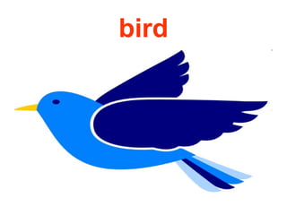 bird
 