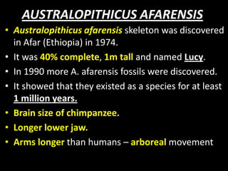 AUSTRALOPITHICUS AFARENSIS
• Australopithicus afarensis skeleton was discovered
in Afar (Ethiopia) in 1974.
• It was 40% complete, 1m tall and named Lucy.
• In 1990 more A. afarensis fossils were discovered.
• It showed that they existed as a species for at least
1 million years.
• Brain size of chimpanzee.
• Longer lower jaw.
• Arms longer than humans – arboreal movement
 