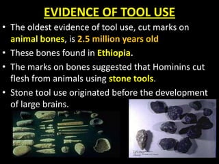 EVIDENCE OF TOOL USE
• The oldest evidence of tool use, cut marks on
animal bones, is 2.5 million years old
• These bones found in Ethiopia.
• The marks on bones suggested that Hominins cut
flesh from animals using stone tools.
• Stone tool use originated before the development
of large brains.
 