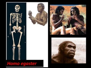 Homo egaster
 