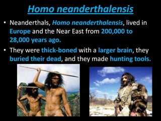 Homo neanderthalensis
• Neanderthals, Homo neanderthalensis, lived in
Europe and the Near East from 200,000 to
28,000 years ago.
• They were thick-boned with a larger brain, they
buried their dead, and they made hunting tools.
 