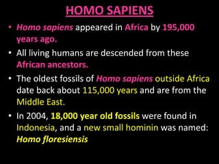 HOMO SAPIENS
• Homo sapiens appeared in Africa by 195,000
years ago.
• All living humans are descended from these
African ancestors.
• The oldest fossils of Homo sapiens outside Africa
date back about 115,000 years and are from the
Middle East.
• In 2004, 18,000 year old fossils were found in
Indonesia, and a new small hominin was named:
Homo floresiensis
 
