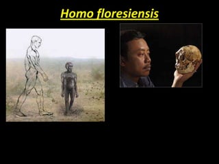 Homo floresiensis
 