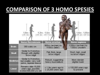 COMPARISON OF 3 HOMO SPESIES
 