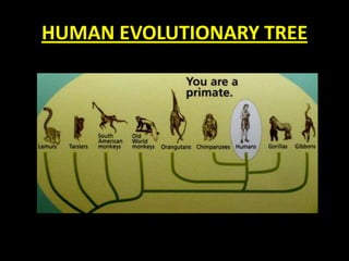 HUMAN EVOLUTIONARY TREE
 