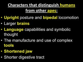 Characters that distinguish humans
from other apes:
• Upright posture and bipedal locomotion
• Larger brains
• Language capabilities and symbolic
thought
• The manufacture and use of complex
tools
• Shortened jaw
• Shorter digestive tract
 