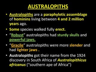 AUSTRALOPITHS
• Australopiths are a paraphyletic assemblage
of hominins living between 4 and 2 million
years ago.
• Some species walked fully erect.
• “Robust” australopiths had sturdy skulls and
powerful jaws.
• “Gracile” australopiths were more slender and
had lighter jaws .
• Australopiths got their name from the 1924
discovery in South Africa of Australopithicus
africanus (“southern ape of Africa”)
 