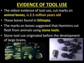 Human Evolution Tools Evidence human evolution | PPTX