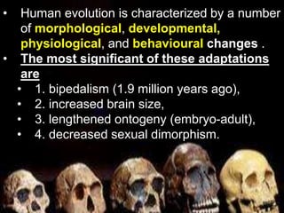 Human Evolution PPTX human-evolution-pptx
