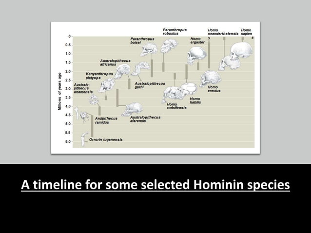Human Evolution | PPT
