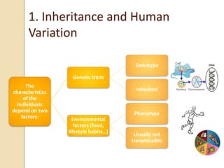 1. Inheritance and Human
Variation
The
characteristics
of the
individuals
depend on two
factors:
Genetic traits
Genotype
Inherited
Environmental
factors (food,
lifestyle habits…)
Phenotype
Usually not
transmissible
 