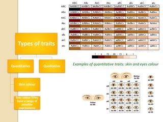 Types of traits
Quantitative
Skin colour
Eyes colour (they
have a range of
possible
expressions)
Qualitative Examples of quantitative traits: skin and eyes colour
 