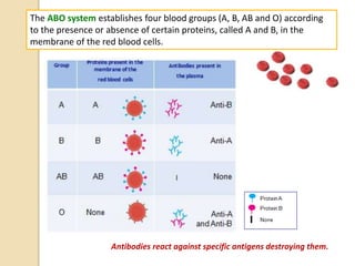 The ABO system establishes four blood groups (A, B, AB and O) according
to the presence or absence of certain proteins, called A and B, in the
membrane of the red blood cells.
Antibodies react against specific antigens destroying them.
 