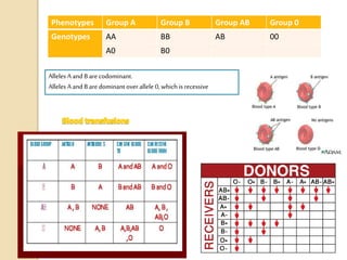 Phenotypes Group A Group B Group AB Group 0
Genotypes AA BB AB 00
A0 B0
Alleles A and B are codominant.
Alleles A and B are dominant over allele 0, whichis recessive
 