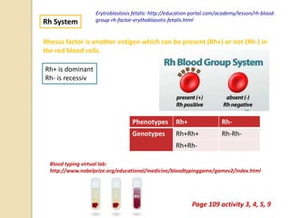 Rh System
Rhesus factor is another antigen which can be present (Rh+) or not (Rh-) in
the red blood cells.
Rh+ is dominant
Rh- is recessiv
Blood typing virtual lab:
http://www.nobelprize.org/educational/medicine/bloodtypinggame/gamev2/index.html
Page 109 activity 3, 4, 5, 9
Phenotypes Rh+ Rh-
Genotypes Rh+Rh+ Rh-Rh-
Rh+Rh-
Erytroblastosis fetalis: http://education-portal.com/academy/lesson/rh-blood-
group-rh-factor-erythoblasotis-fetalis.html
 