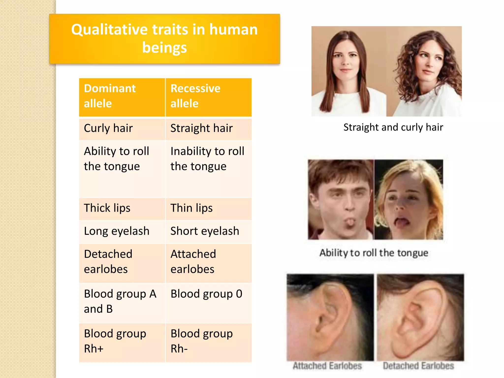 Qualitative traits in human
beings
Dominant
allele
Recessive
allele
Curly hair Straight hair
Ability to roll
the tongue
Inability to roll
the tongue
Thick lips Thin lips
Long eyelash Short eyelash
Detached
earlobes
Attached
earlobes
Blood group A
and B
Blood group 0
Blood group
Rh+
Blood group
Rh-
Straight and curly hair
 