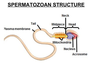 Midpiece Unit 6 human reproduction | PPT