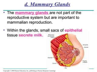 Copyright © 2008 Pearson Education, Inc., publishing as Pearson Benjamin Cummings
d. Mammary Glands
• The mammary glands are not part of the
reproductive system but are important to
mammalian reproduction.
• Within the glands, small sacs of epithelial
tissue secrete milk.
 