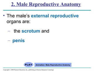 Copyright © 2008 Pearson Education, Inc., publishing as Pearson Benjamin Cummings
2. Male Reproductive Anatomy
• The male’s external reproductive
organs are:
– the scrotum and
– penis
Animation: Male Reproductive AnatomyAnimation: Male Reproductive Anatomy
 