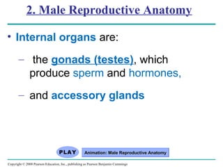 Copyright © 2008 Pearson Education, Inc., publishing as Pearson Benjamin Cummings
2. Male Reproductive Anatomy
• Internal organs are:
– the gonads (testes), which
produce sperm and hormones,
– and accessory glands
Animation: Male Reproductive AnatomyAnimation: Male Reproductive Anatomy
 