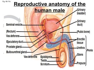 Fig. 46-11b
Seminal vesicle
(Rectum)
Vas deferens
Ejaculatory duct
Prostate gland
Bulbourethral gland
Vas deferens Epididymis
Testis
Scrotum
(Urinary
bladder)
(Urinary
duct)
(Pubic bone)
Erectile
tissue
Urethra
Glans
Prepuce
Penis
Reproductive anatomy of the
human male
 