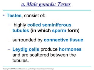 Copyright © 2008 Pearson Education, Inc., publishing as Pearson Benjamin Cummings
a. Male gonads: Testes
• Testes, consist of:
– highly coiled seminiferous
tubules (in which sperm form)
– surrounded by connective tissue
– Leydig cells produce hormones
and are scattered between the
tubules.
 