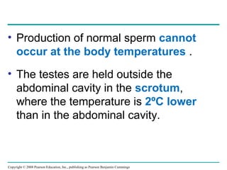 Copyright © 2008 Pearson Education, Inc., publishing as Pearson Benjamin Cummings
• Production of normal sperm cannot
occur at the body temperatures .
• The testes are held outside the
abdominal cavity in the scrotum,
where the temperature is 2ºC lower
than in the abdominal cavity.
 