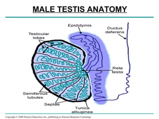 Copyright © 2008 Pearson Education, Inc., publishing as Pearson Benjamin Cummings
MALE TESTIS ANATOMY
 